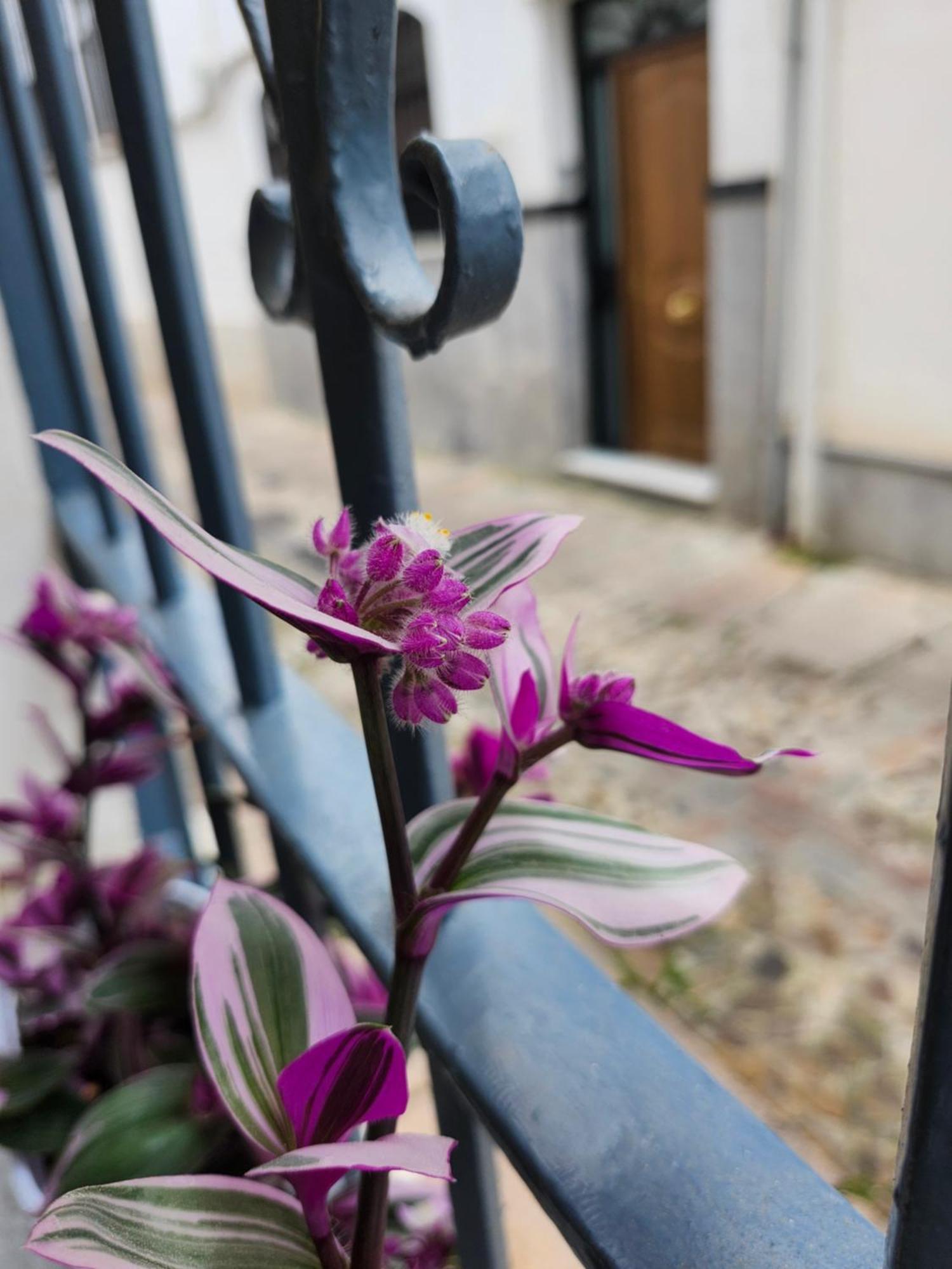 Apartamento Casa Mozarabe Kordoba Zewnętrze zdjęcie